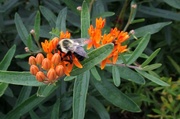 15th Aug 2015 - Orange flowers and a bee