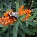 Orange flowers and a bee by mittens