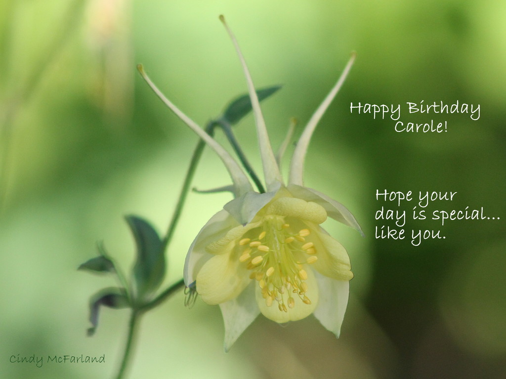 Happy Birthday, Carole! by cindymc