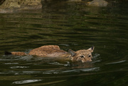 15th Aug 2015 - Swimming Lynx