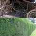 Yew hedge by g3xbm