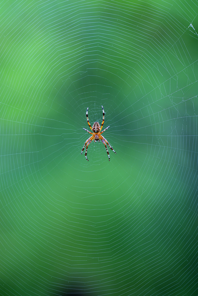 Spider and the web! by fayefaye