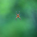 Spider and the web! by fayefaye