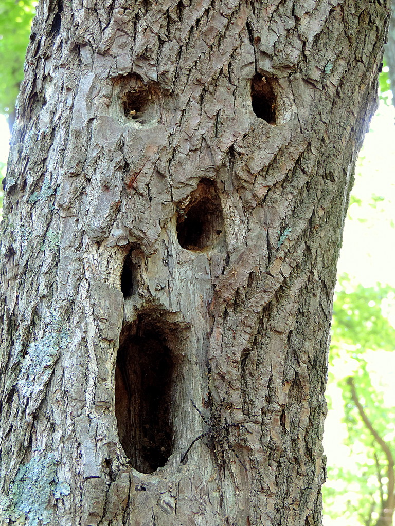 Even this tree is afraid of the spider! by homeschoolmom