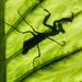 Back Lit Budwing Mantis by jgpittenger