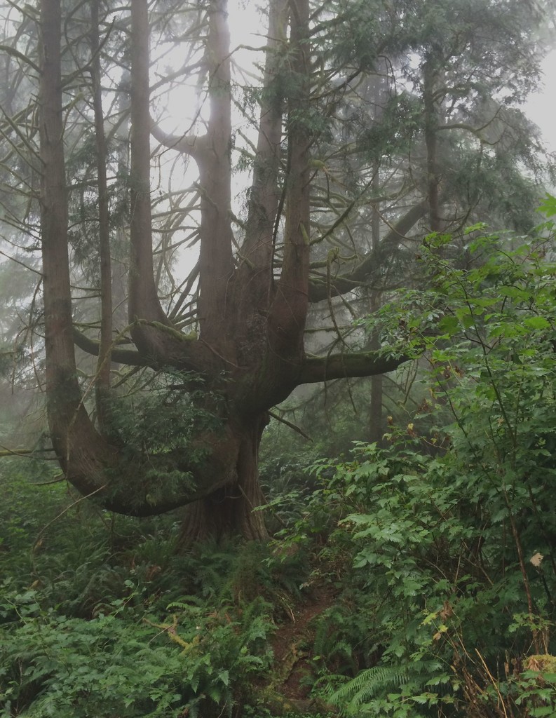 Great Grandmother Cedar in the Mist by jgpittenger