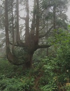 15th Aug 2015 - Great Grandmother Cedar in the Mist