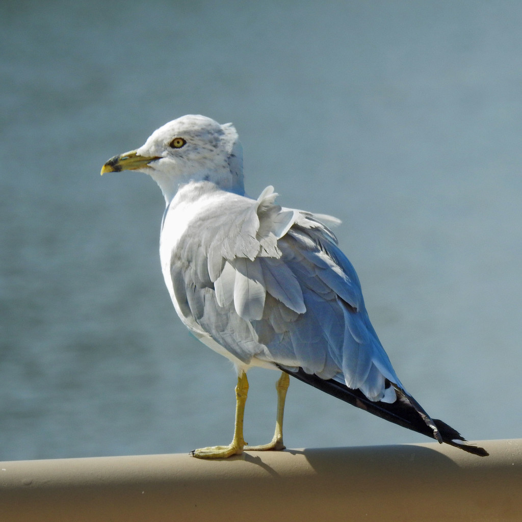 Ring-billed Gull (Adult)  by rminer