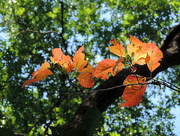 15th Aug 2015 - Hints of Fall!