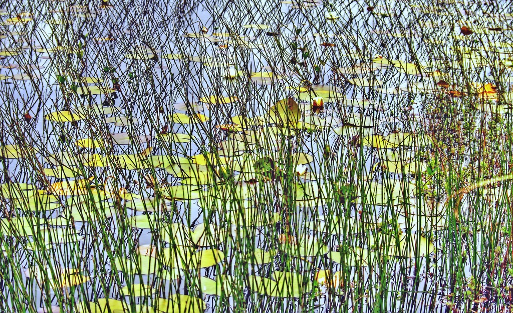 jackson pollock lily pond by jack4john