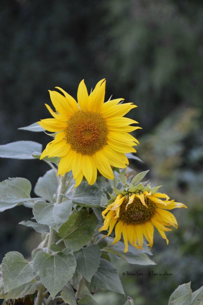 2 sunflowers  by parisouailleurs