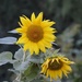 2 sunflowers  by parisouailleurs