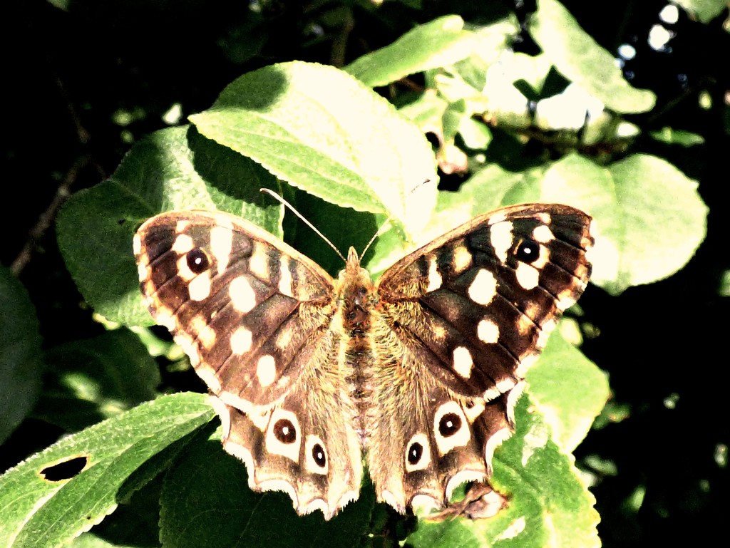 Speckled Wood (Pararge aegeria) by julienne1