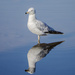 Wet Seagull by gardencat