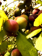 15th Aug 2015 - an abundance of plums.....
