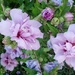 Purple Flowers by jo38
