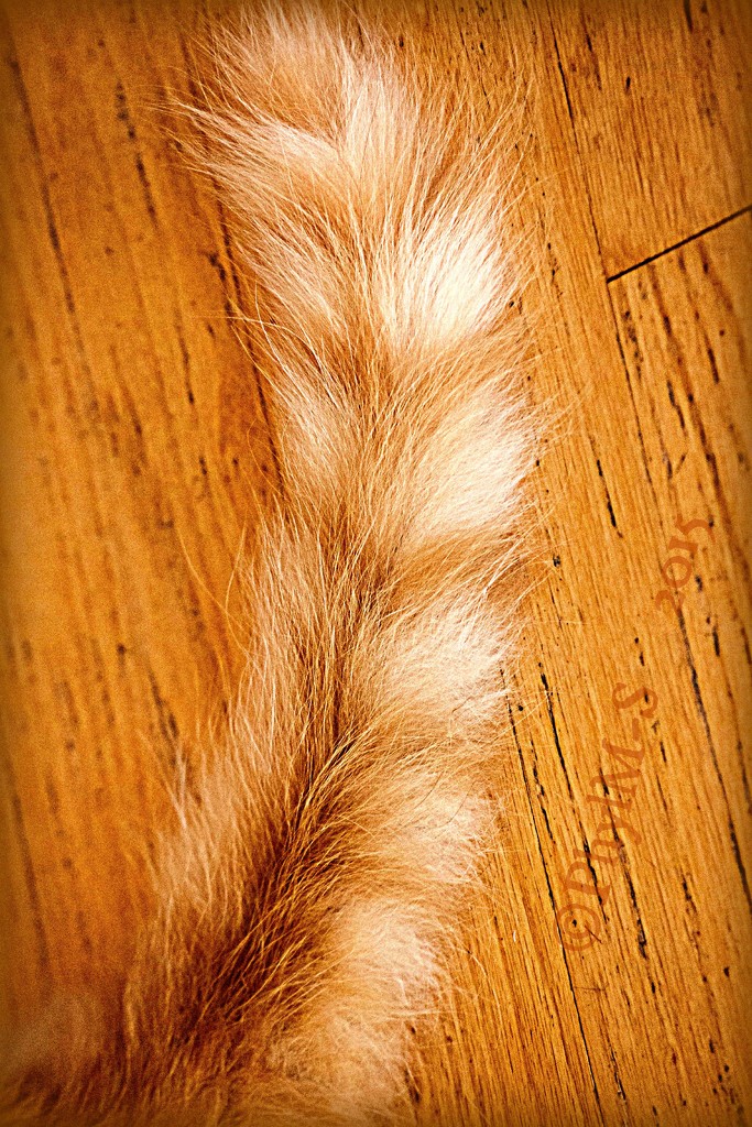 Feather Tail or Tail Feather?   by elatedpixie