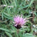 Thistle  by dragey74
