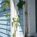 Virginia Creeper in an odd place... by thewatersphotos