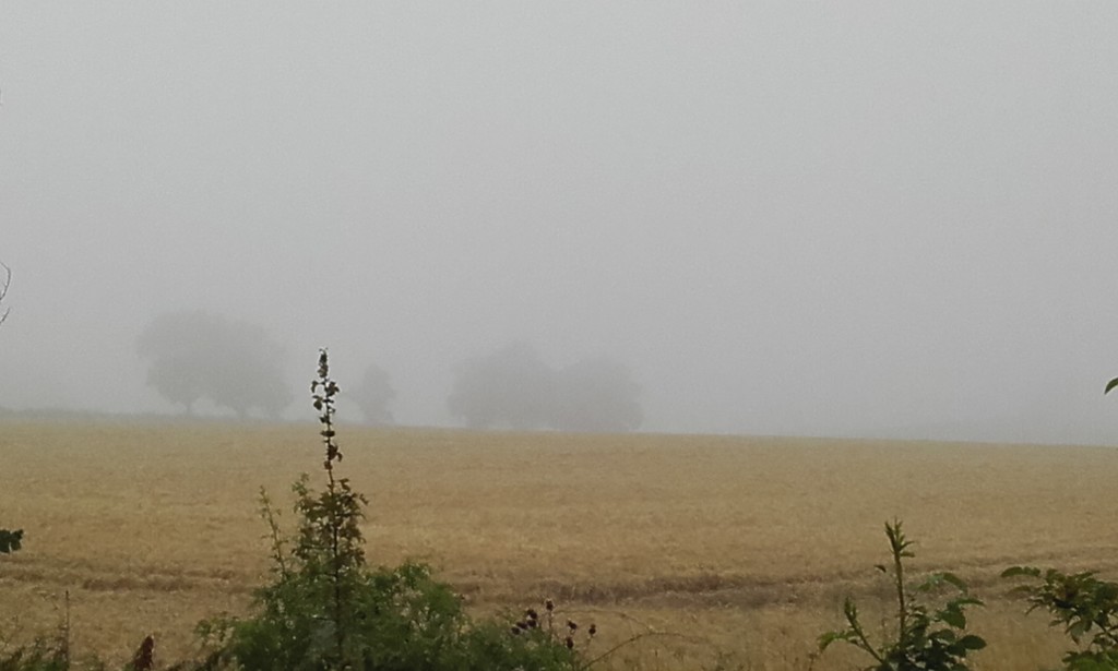 Misty morning by dragey74