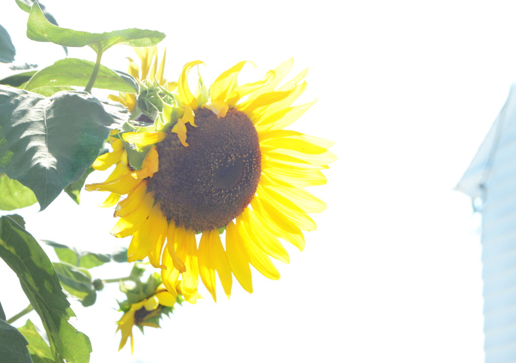 Sunflower by francoise
