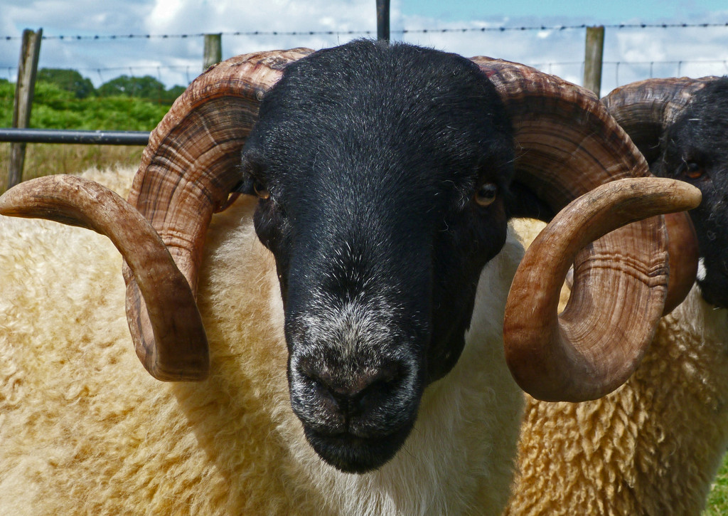 Scotch Blackface Ram by shirleybankfarm