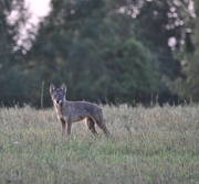 15th Aug 2015 - Coyote on the Prowl