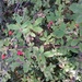 Wild Berries by wilkinscd