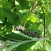 monarch caterpillar! by wiesnerbeth