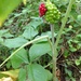 jack-in-the-pulpit berries by wiesnerbeth
