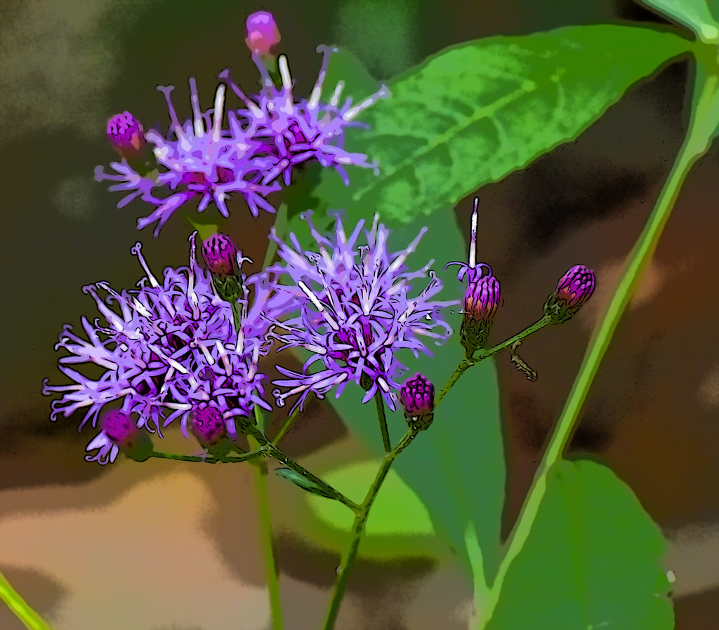 Purple Flower Modified by rickster549
