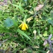 Daffodil! by alia_801