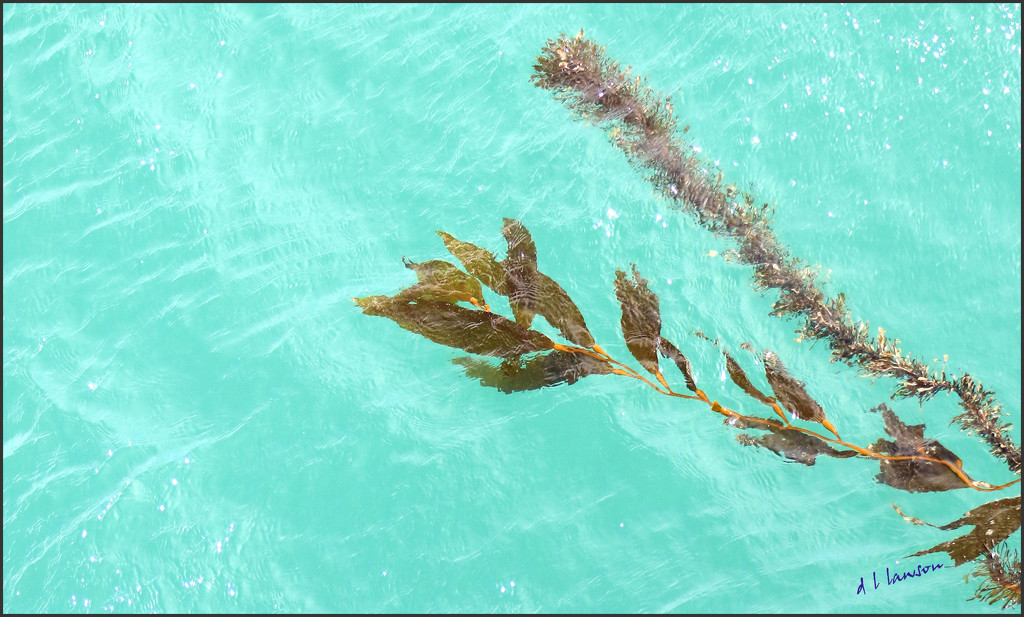 Seaweed by flygirl