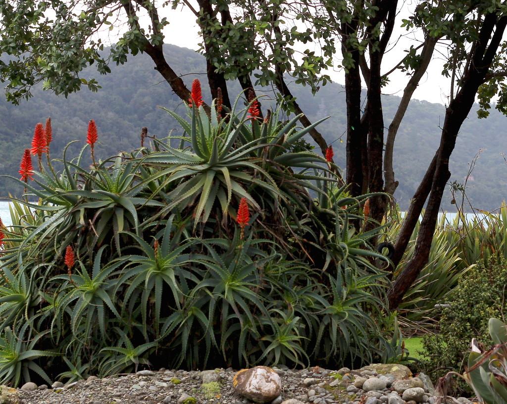 Aloe Vera is in bloom by kiwinanna