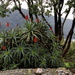 Aloe Vera is in bloom by kiwinanna