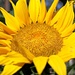 Giant Sunflower by harbie