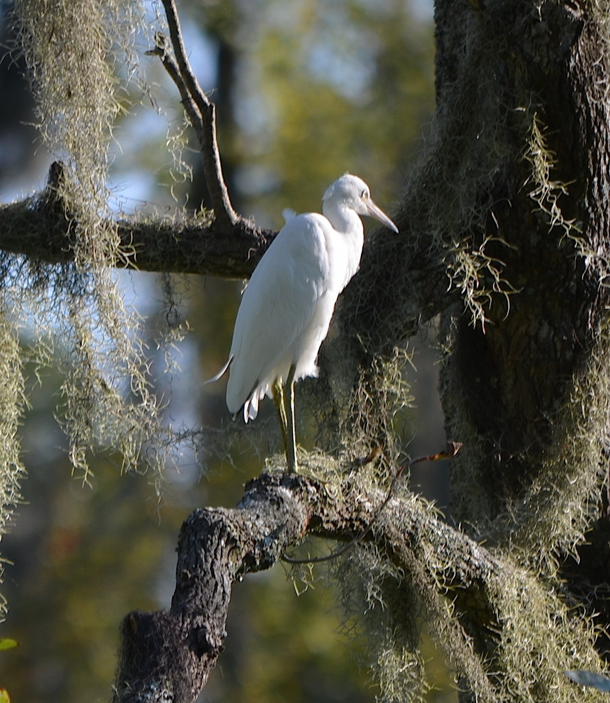 Egret, Audubon Swamp Garden, Charleston, SC by congaree