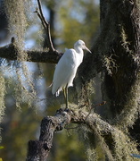 16th Aug 2015 - Egret, Audubon Swamp Garden, Charleston, SC