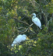 16th Aug 2015 - Egrets, Audubon Swamp Garden, Charleston, SC