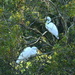Egrets, Audubon Swamp Garden, Charleston, SC by congaree