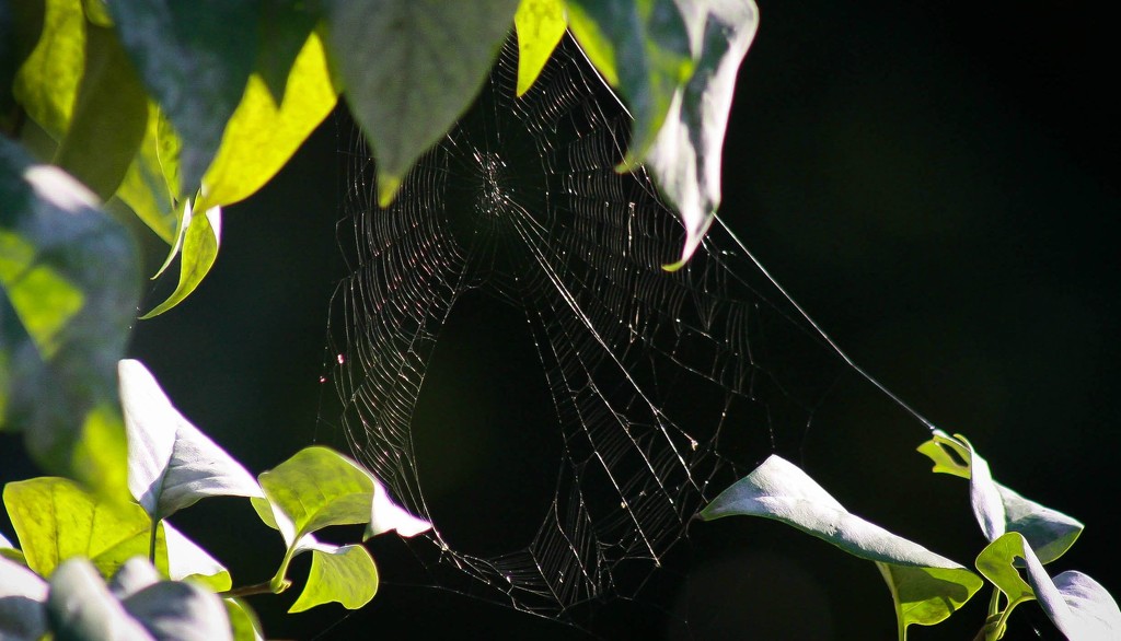 Spider web by mittens