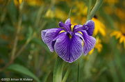 11th Aug 2015 - Purple Iris