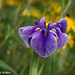 Purple Iris by falcon11