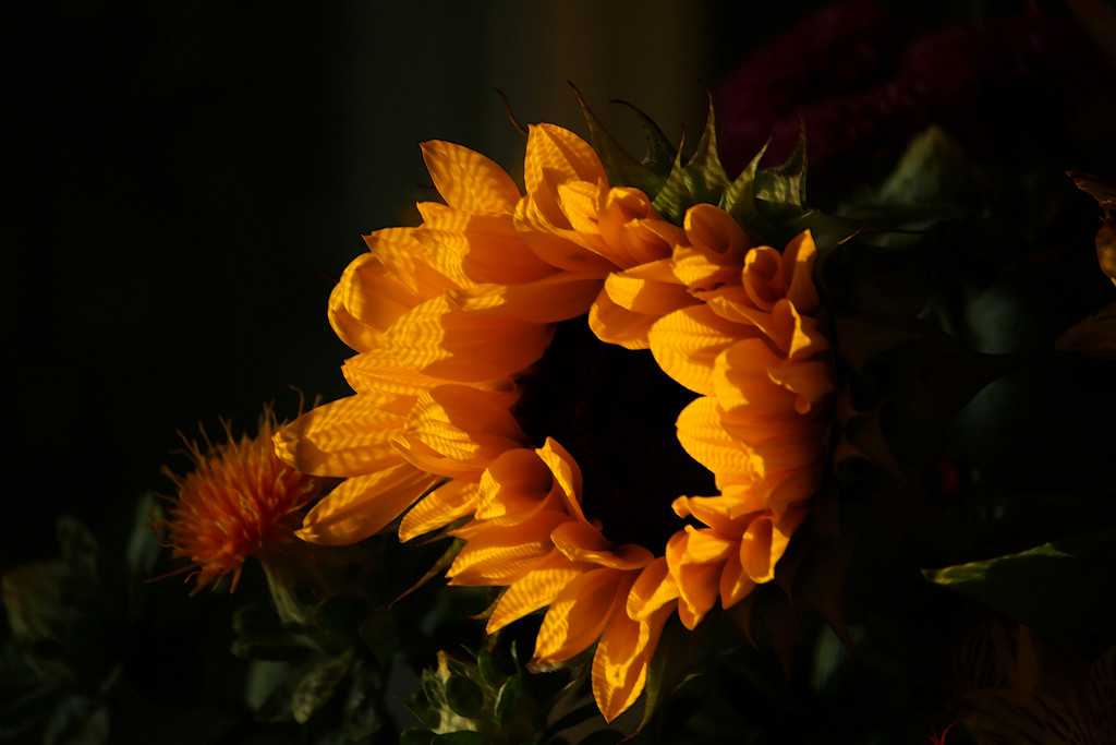 Sunflower by nanderson
