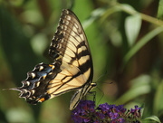 31st Jul 2015 - Eastern Tiger Swallowtail