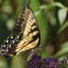Eastern Tiger Swallowtail by rhoing