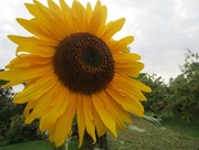 16th Aug 2015 - Sunflower