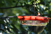 16th Aug 2015 - Ruby Throated Hummingbird-Male