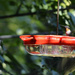 Ruby Throated Hummingbird-Male by mej2011