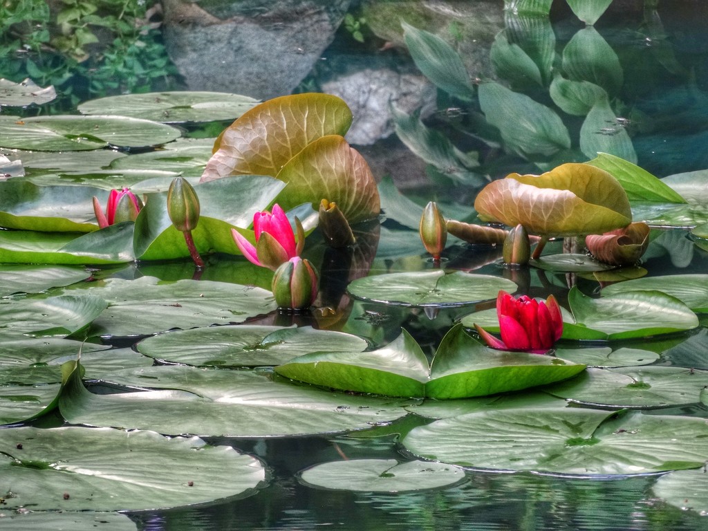 Lily Pond Blooms by khawbecker